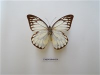 藏品(鋸粉蝶)的圖片